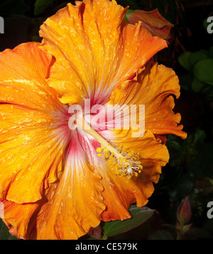 Hibiskus Blumenschau in perfektem Zustand. Ausstellung mit tief orange leuchtenden Blüten zu gewinnen Stockfoto