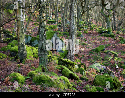 Birke Wäldern an steilen Felshängen unter Froggatt Rand in der Nähe von Baslow in Derbyshire Peak district Stockfoto