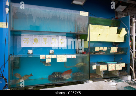 frischer Fisch zum Verkauf in Tanks in einem Seafood Restaurant Kennedy Stadt Hongkong Sonderverwaltungsregion Hongkong China Asien Stockfoto