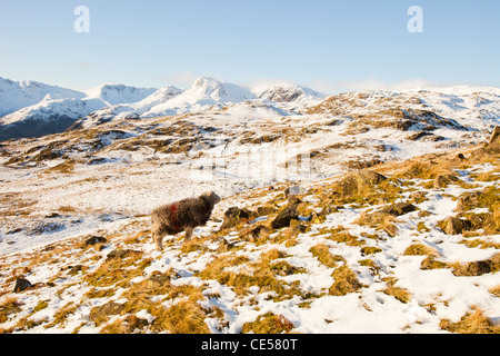 Die Langdale Pikes aus Silber Howe im Lake District, Großbritannien, mit einem Herdwick Schaf. Stockfoto