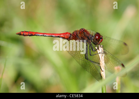 Ruddy Darter Libelle männlich ruht bei Wicken Moor in Cambridgeshire UK Stockfoto