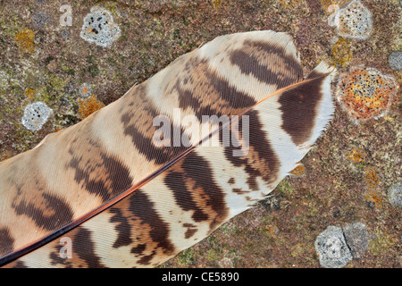 Detail einer Feder Fasane auf Flechten bedeckten Felsen Stockfoto