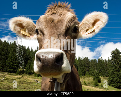 Close-up Kuh Gesicht, Österreich Stockfoto