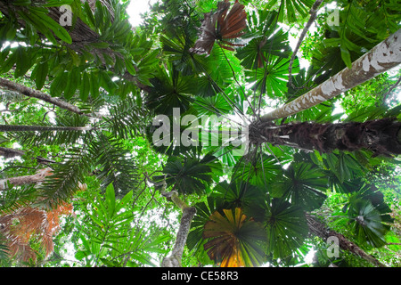 grüne Belaubung Daintree Regenwald tropischer Palmen Blätter im Regenwald Australien Baldachin üppiger vegetation Stockfoto