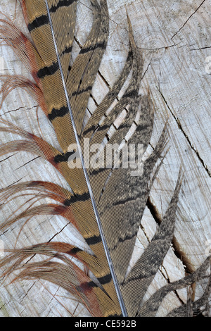 Detail einer Feder Fasane auf verwittertem Holz Stockfoto