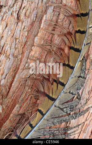 Detail einer Feder Fasane auf Pinienrinde Stockfoto