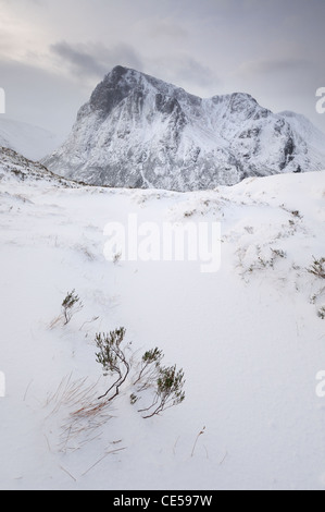 Heather stossen durch Schnee Stob Beinn Chrulaiste, Glencoe, mit Stob Dearg, Buachaille Etive Mor im Hintergrund Stockfoto