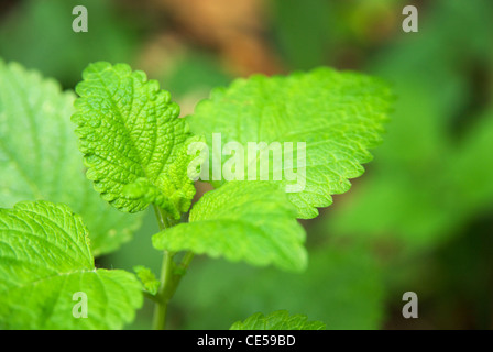 Zitronenmelisse (Melissa Officinalis), eine mehrjährige Pflanze in der Familie der Lippenblütler Lamiaceae Stockfoto