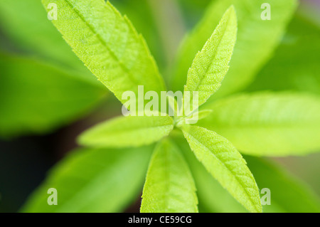 Laub der Zitronenverbene (Aloysia Citrodora) Pflanze. Stockfoto