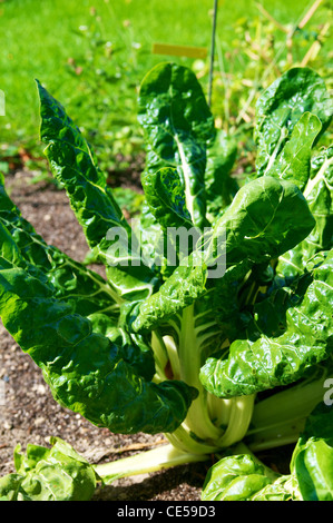 Roter Mangold (Beta Vulgaris Subspecies Cicla) Anlage in einem Gemüsegarten. Stockfoto