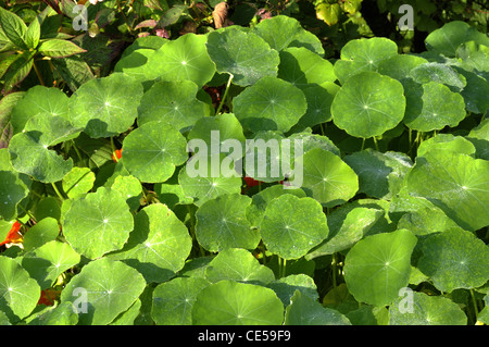 Kapuzinerkresse (Tropaeolum Majus), einjährige Pflanze Stockfoto