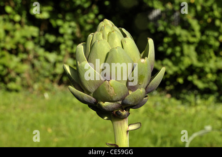 Artischocken, wächst im Garten (Cynara Scolymus). Stockfoto