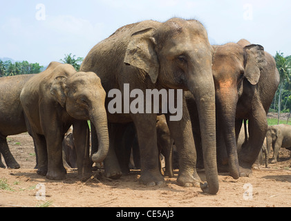 Elefanten im Elefantenwaisenhaus in Pinnawela, Sri Lanka Stockfoto