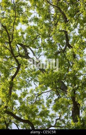 Live Oak Tree im Frühling in Austin, Texas Stockfoto