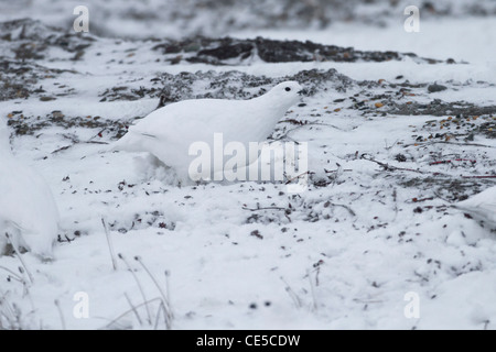 Willow Ptarmigan (Lagopus Lagopus) im Winterkleid Fütterung im Schnee am Strand von Kaktovik, Barter Island, Alaska im Oktober Stockfoto