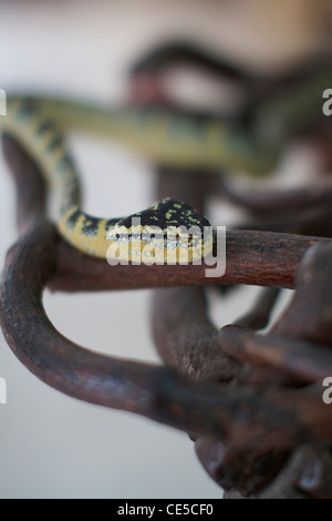 Grubenottern im Snake Temple of Azure Cloud, Bayan Lepas, Penang, Malaysia Stockfoto