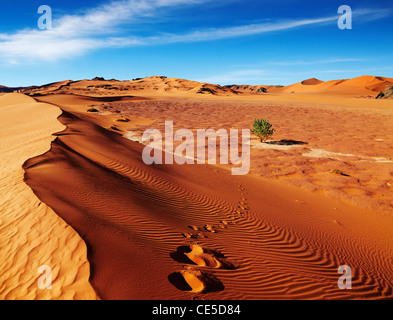 Einzigen Baum in die Wüste Sahara, Algerien Stockfoto