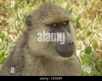 Porträt von eine Gelbe Pavian, einem großen afrikanischen Affen Stockfoto