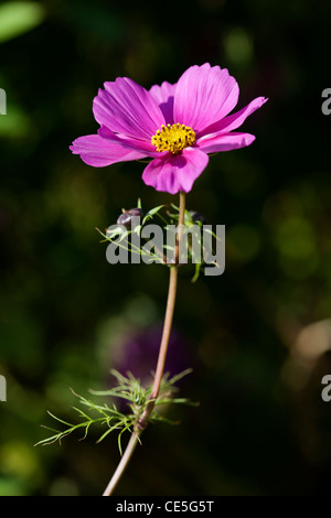 Kosmos binnipatus Stockfoto