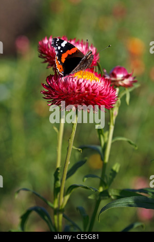 Red Admiral Schmetterling auf Helichrysum Bracteatum Monstrosum - Papier Daisy oder Strawflower Stockfoto