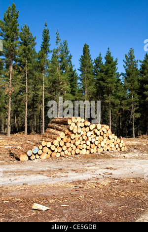 Ein Haufen von frisch geschnittenen Kiefer meldet sich darauf warten, in die Mühle, in der Nähe von Oberon, New-South.Wales, Australien vermittelt werden Stockfoto