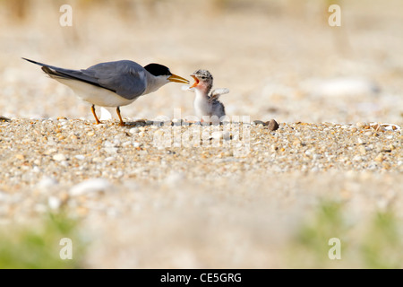 Erwachsene mindestens Tern mit einem Küken Stockfoto