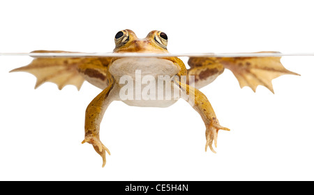 grüner Frosch schwimmen isoliert auf weißem vom Aussterben bedrohte Amphibien Stockfoto