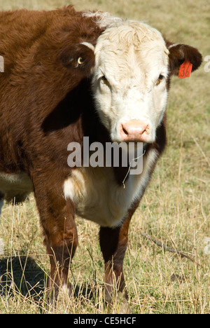 Ein Pole Hereford Steuern auf einem Bauernhof im südlichen Hochland von New South Wales, Australien Stockfoto