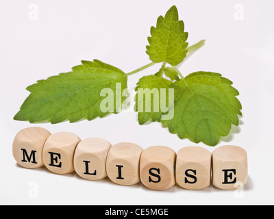 Detail-Foto von Zitronenmelisse Blätter neben sind Würfel bilden das Wort "Zitronenmelisse" in deutscher Sprache Stockfoto