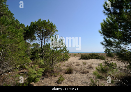 Italien, Basilicata, Marina di Pisticci, Strand Stockfoto