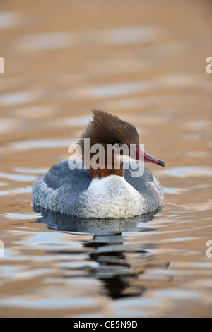 Gänsesäger (Mergus Prototyp) Stockfoto