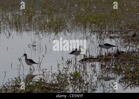 Stelzenläufer (Himantopus Himantopus). Waten und ernähren sich von wirbellosen Tieren. Untiefen des Sees Awasa. Äthiopien. Stockfoto