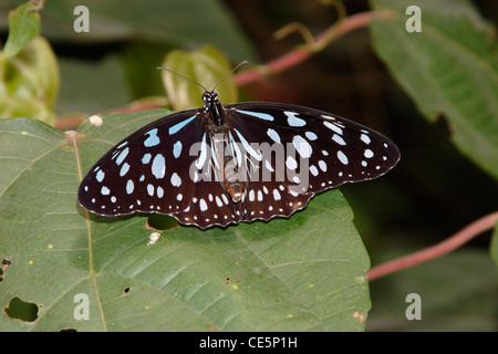 Blaue Monarchfalter (Tirumala Petiverana: Danaidae) im Regenwald, Togo. Stockfoto