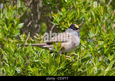 Golden-gekrönter Spatz, Zonotrichia Atricapilla Eureka, Kalifornien, USA 26 April Erwachsenen Emberizidae Stockfoto