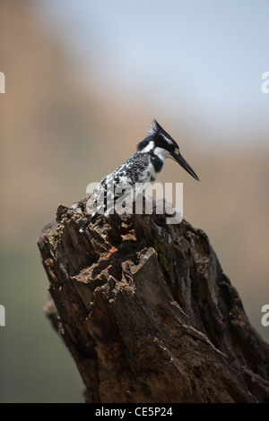 Pied Kingfisher (Ceryle rudis). See Awasa. Äthiopien. Stockfoto