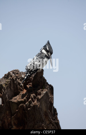 Pied Kingfisher (Ceryle Rudis). Angeln. Konzentration. Lake Awasa. Äthiopien. Stockfoto