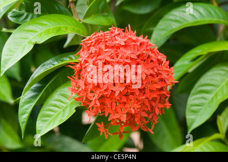 Flamme des Waldes Ixora Coccinea Costa Rica Stockfoto