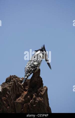 Pied Kingfisher (Ceryle Rudis). Angeln. Konzentration. Lake Awasa. Äthiopien. Stockfoto