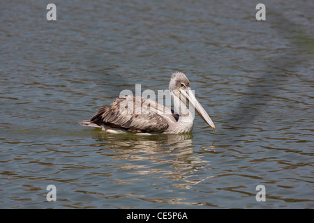 Rosa-backed Pelikan (Pelecanus saniert). Schwimmen. Lake Awasa. Äthiopien. Stockfoto