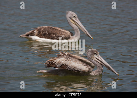 Rosa-backed Pelikanen (Pelecanus rufescens). Schwimmen. See Awasa. Äthiopien. Stockfoto