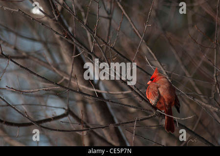 Eine männliche nördlichen Kardinal (Cardinalis Cardinalis) in einem Baum im Prospect Park in Brooklyn, New York, USA. Stockfoto