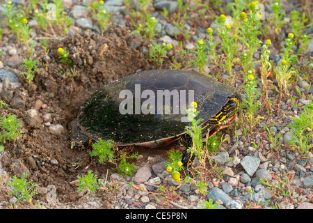 Western bemalt Schildkröte Chrysemys Picta Bellii Tamarac, Minnesota, USA 28 Juni Erwachsene weibliche Eier. Emydidae Stockfoto