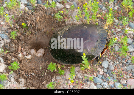 Western bemalt Schildkröte Chrysemys Picta Bellii Tamarac, Minnesota, USA 28 Juni Erwachsene weibliche Eier. Emydidae Stockfoto