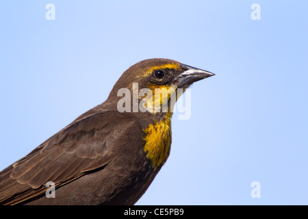 Gelb-vorangegangene Amsel Xanthocephalus Xanthocephalus Summer Lake, Oregon, USA 4 können Erwachsene männliche Icteridae Stockfoto