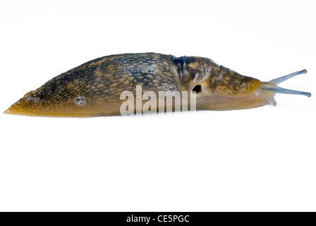 Ein stretching Limax Geschoß, Studio, isoliert auf weiss. Stockfoto