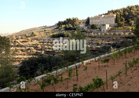 Weinberg des Weinguts Cremisan betrieben und verwaltet von der Salesianer Don Boscos Kongregation. Beit Jala bei Bethlehem, Palästina Stockfoto