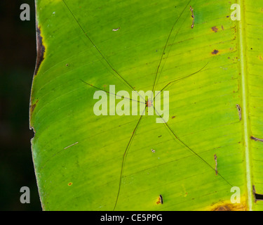 Harvestman (Phalangium Opilio), Costa Rica Stockfoto