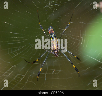 Golden Orb Spider (Nephila Clavipes) Essen Beute, Costa Rica Stockfoto