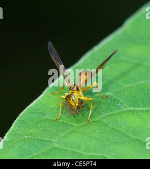 Wespe mit Beute, Costa Rica Stockfoto