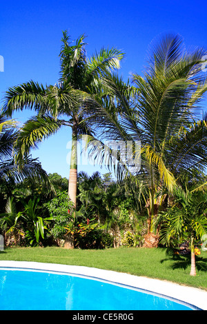 Privater Pool mit Palmen Stockfoto